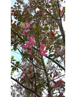 Sierappel | Malus Mokum