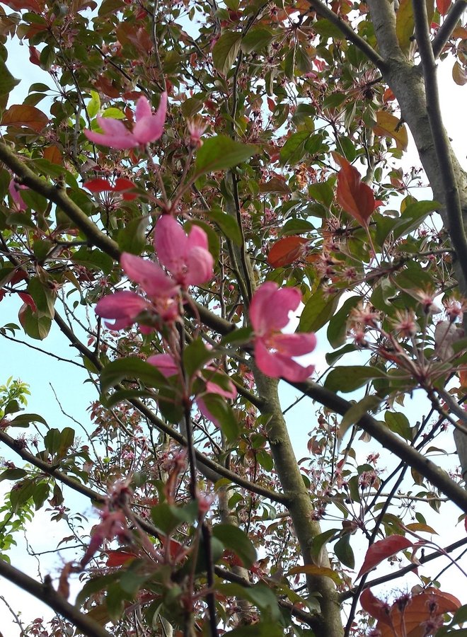 Sierappel | Malus Mokum