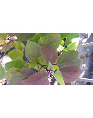 Pindakaasboom | Clerodendrum Trichotomum