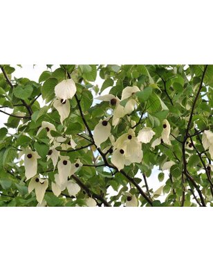 Zakdoekjesboom | Davidia involucrata