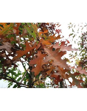 Moeraseik | Quercus Palustris