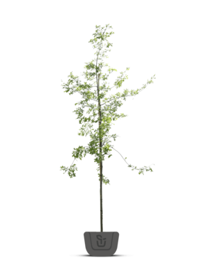 Moeraseik | Quercus Palustris