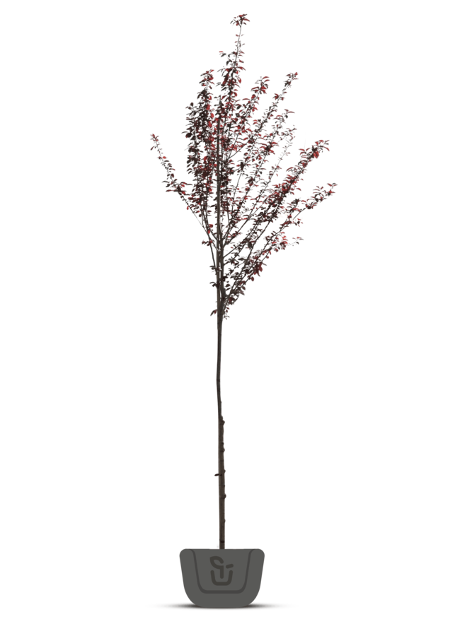 Sierpruim | Prunus cerasifera Nigra
