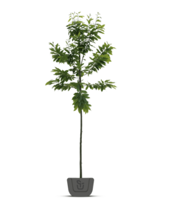 Tamme kastanje | Castanea Sativa