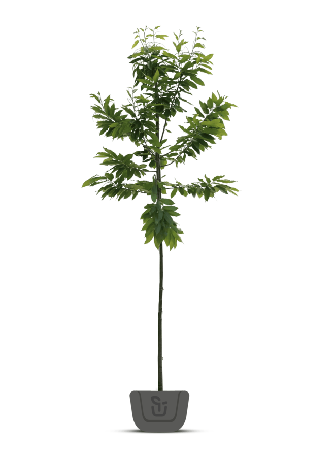 Tamme kastanje | Castanea Sativa