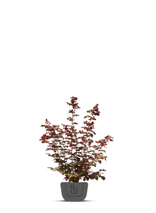 Paarse Hazelaar | Corylus Maxima Purpurea