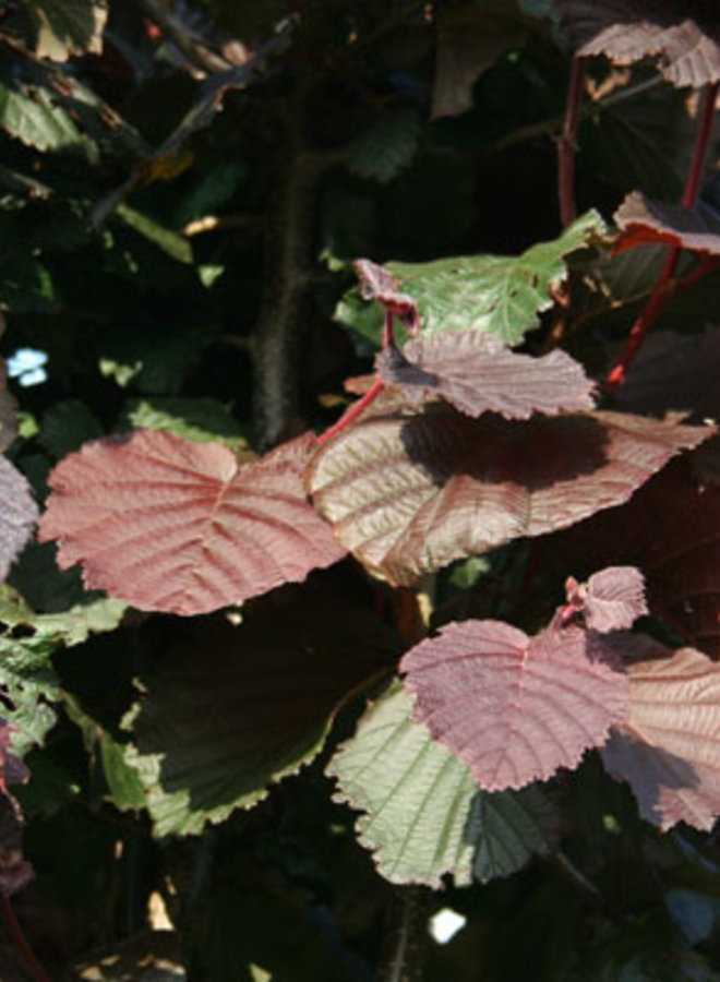 Paarse Hazelaar | Corylus Maxima Purpurea