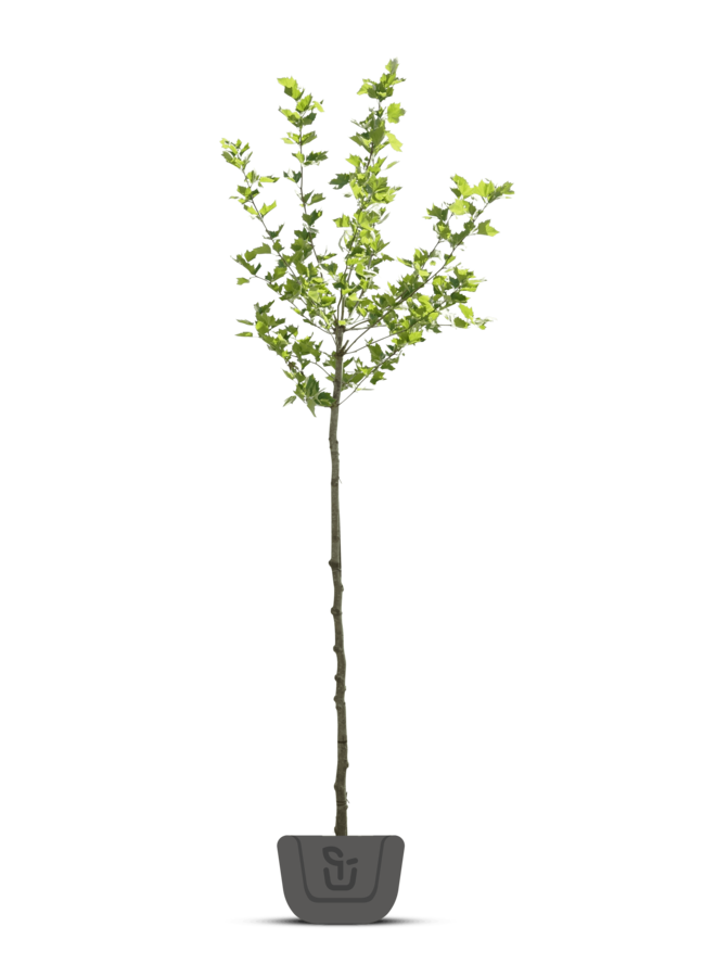 Plataan boom | Platanus hispanica