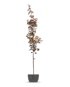 Rode esdoorn | Acer plat. Royal Red