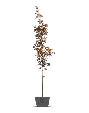 Rode esdoorn | Acer platanoides Royal Red