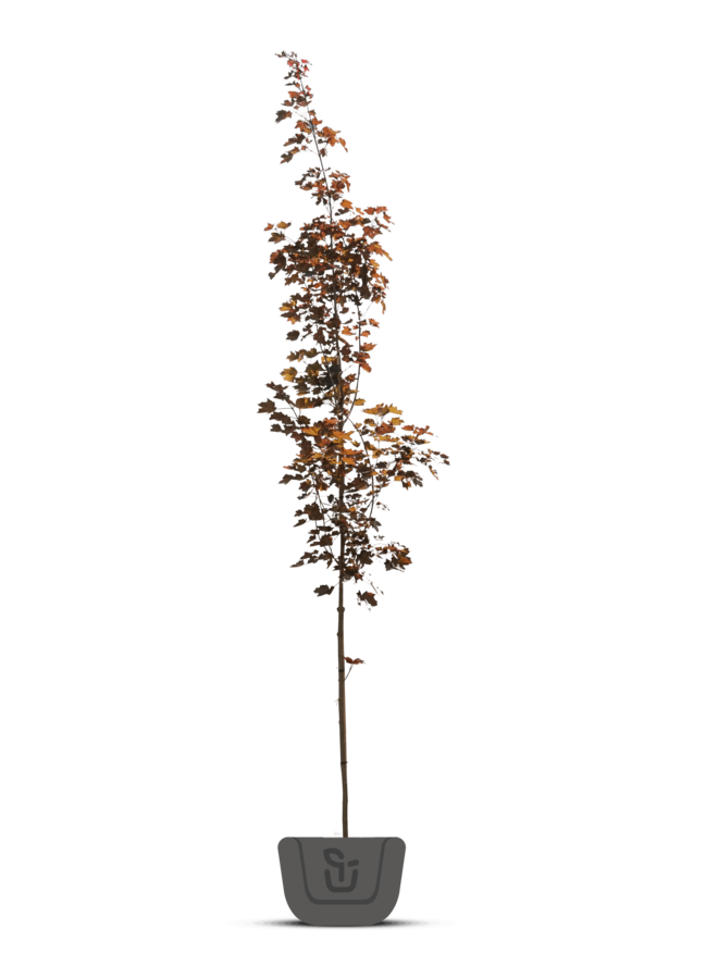 Rode esdoorn | Acer platanoides  Royal Red