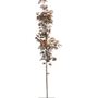 Rode esdoorn | Acer platanoides  Royal Red