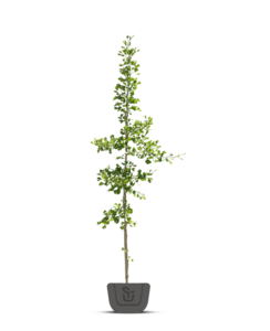 Japanse notenboom | Ginkgo biloba