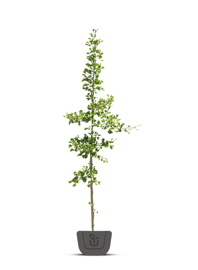 Japanse notenboom | Ginkgo biloba