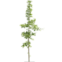 Japanse notenboom | Ginkgo biloba