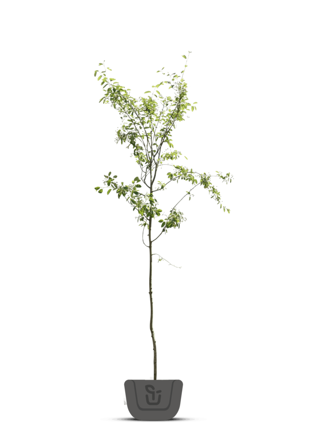 Krentenboom  | Amelanchier Lamarkii