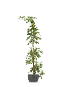 Blauwe regen | Wisteria in soorten