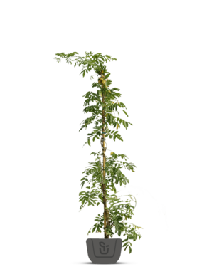 Blauwe regen | Wisteria in soorten