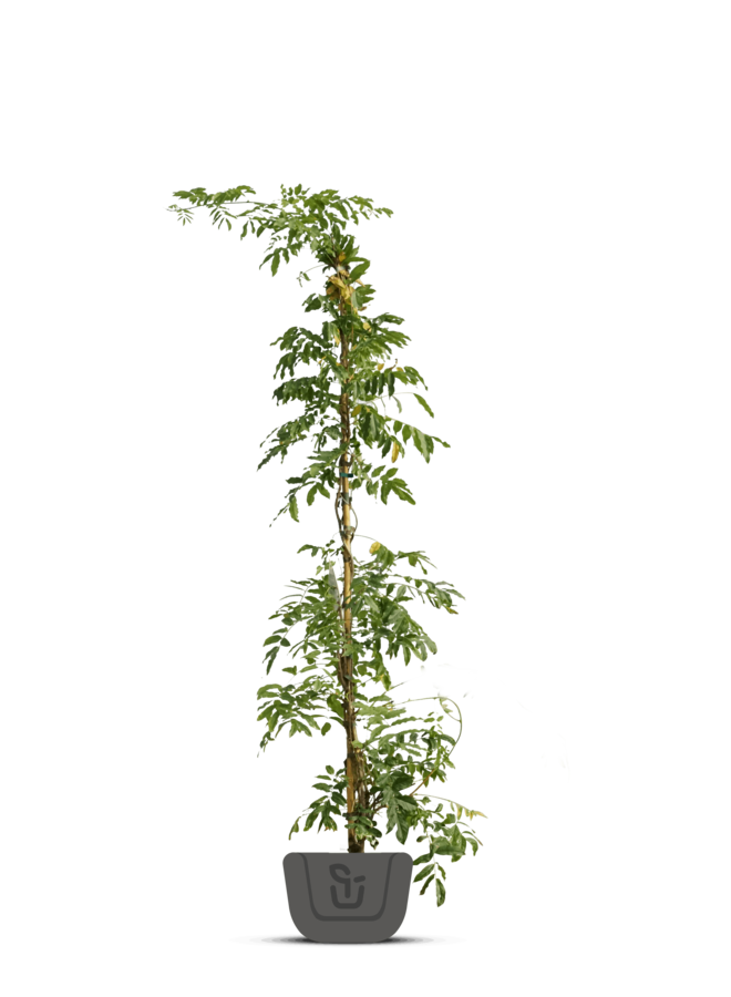 Blauwe regen | Wisteria in soorten