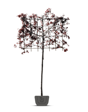 Leisierpruim | Prunus cerasifera Nigra