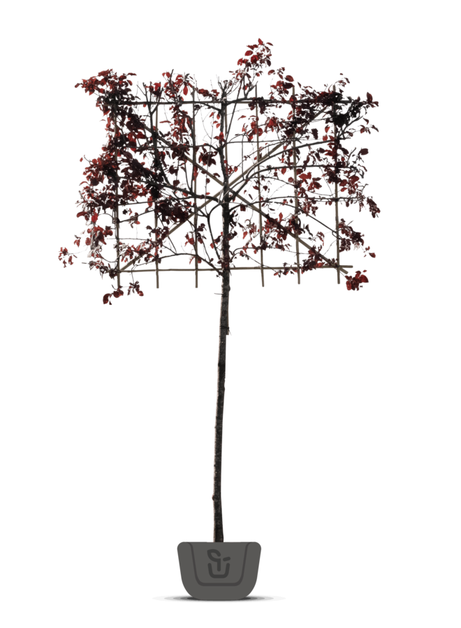 Leisierpruim | Prunus cerasifera Nigra
