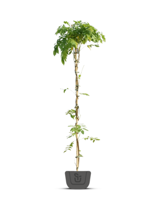 Blauwe regen | Wisteria in soorten