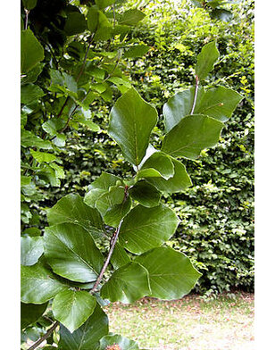 Groene Beuk  voor haag | Fagus sylvatica