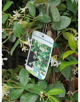Toscaanse jasmijn | klimplant | Sterjasmijn
