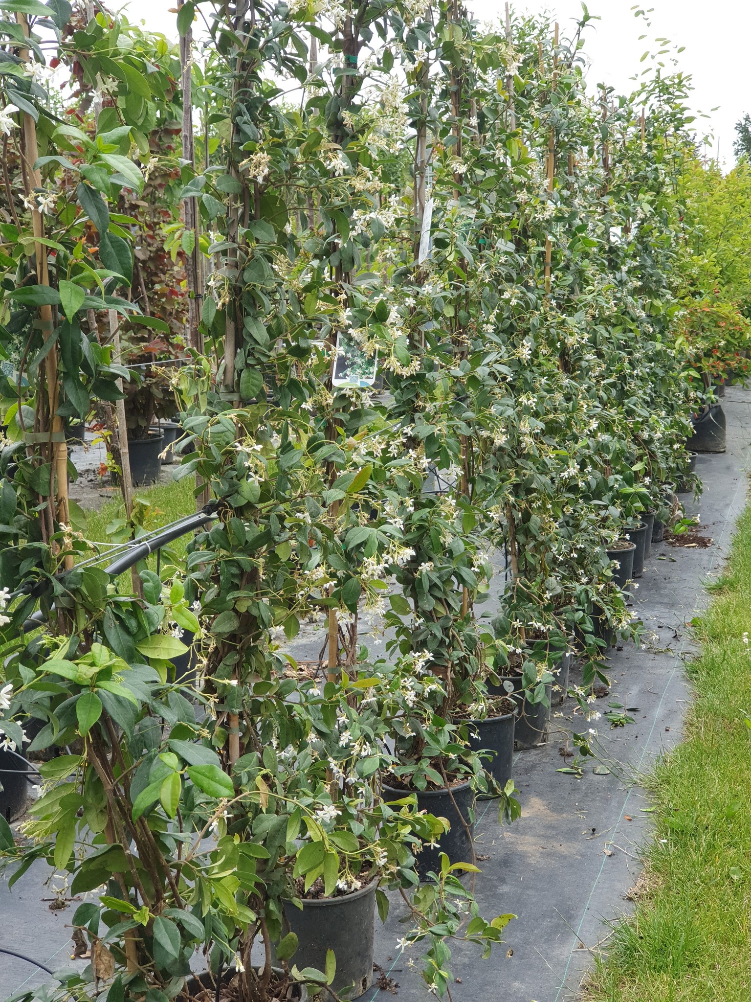 Ontaarden Dusver Nu al Toscaanse jasmijn kopen? Alle Trachelospermum jas. klimplant online -  Bomenkopen.nl
