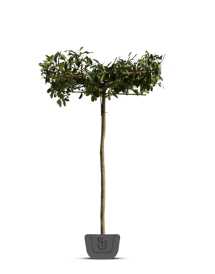 Dakphotinia | Photinia fraseri Red Robin