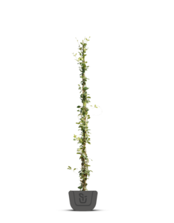 Klimplanten