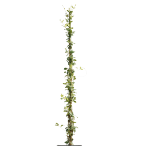 Klimplanten