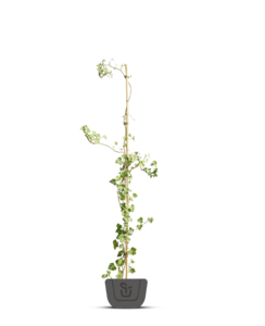 Klimop | Hedera Hibernica voor haag