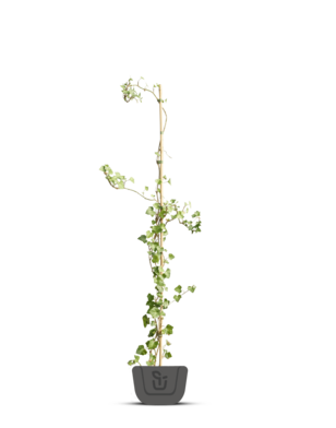 Klimop | Hedera Hibernica voor haag