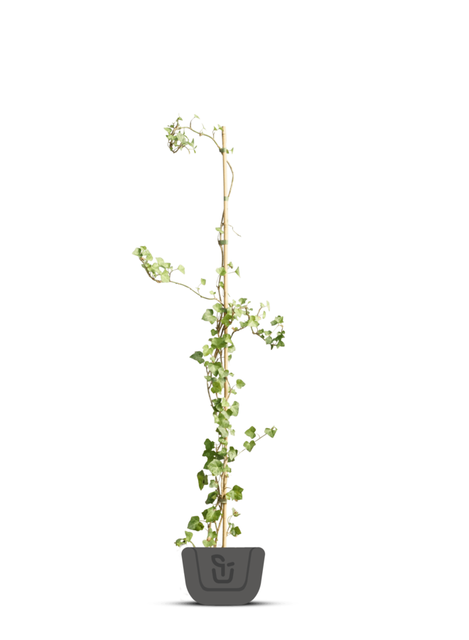 Klimop | Hedera Hibernica voor haag
