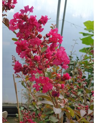 Lagerstroemia indica Red Imperator