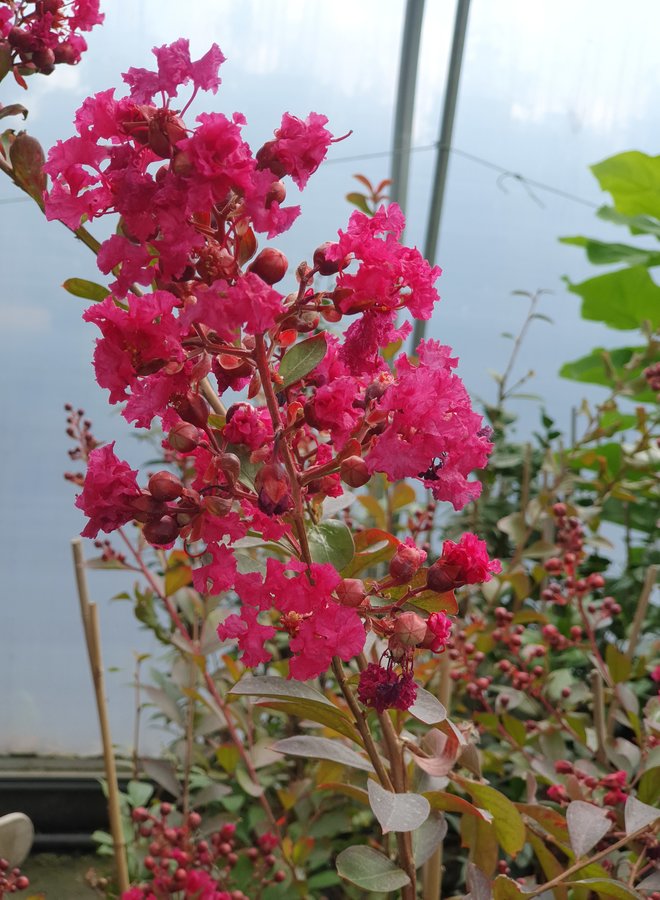 Lagerstroemia indica Red Imperator