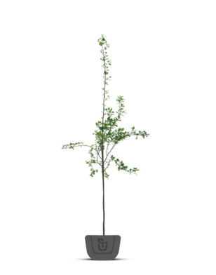 Lijsterbes | Sorbus aucuparia