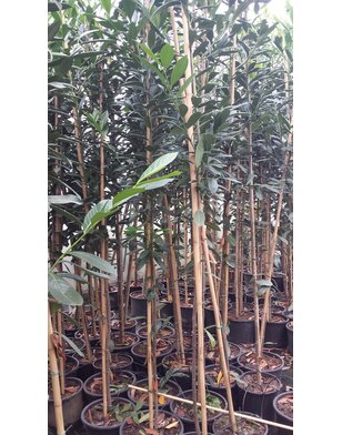 Laurier boom | hoogstam