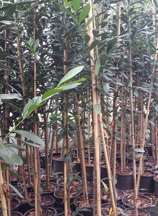 Laurier boom | hoogstam