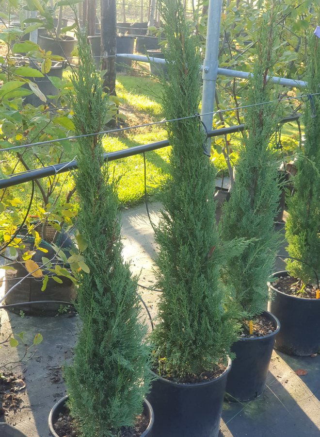 Italiaanse cipres | Cupressus sempervirens