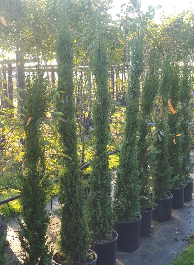 Italiaanse cipres | Cupressus sempervirens