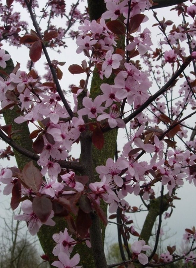 Sierpruim | Prunus cerasifera Nigra