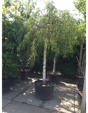 Treurberk | Betula pendula Younghii