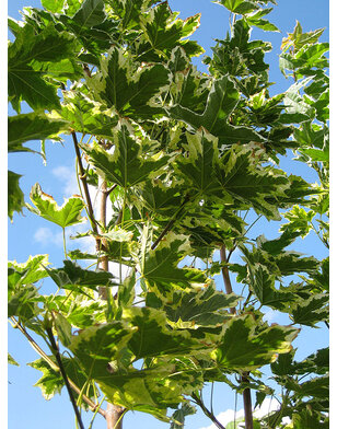 Bonte Esdoorn | Acer platanoides Drummondii