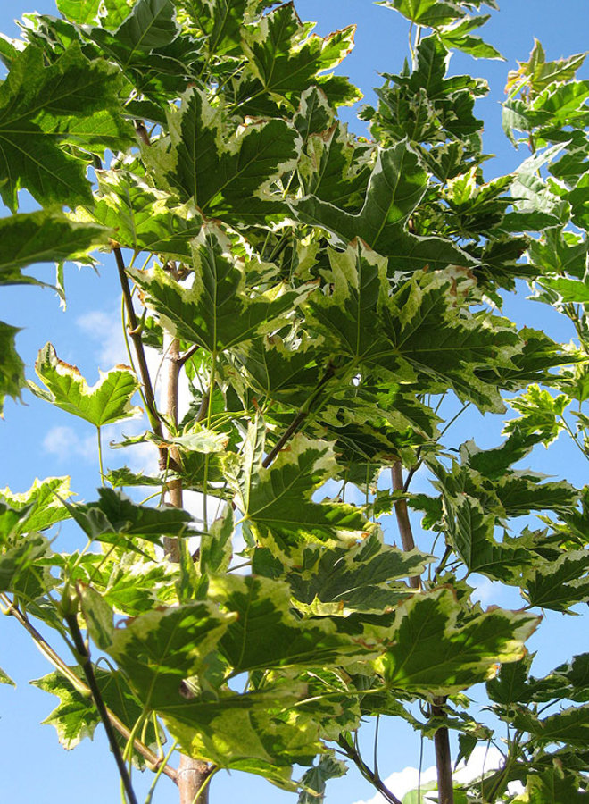 Bonte Esdoorn | Acer platanoides Drummondii