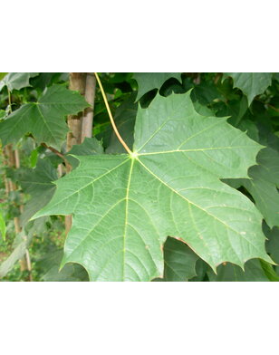 Esdoorn | Acer platanoides Fairview