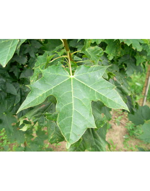 Esdoorn | Acer platanoides Farlake's Green