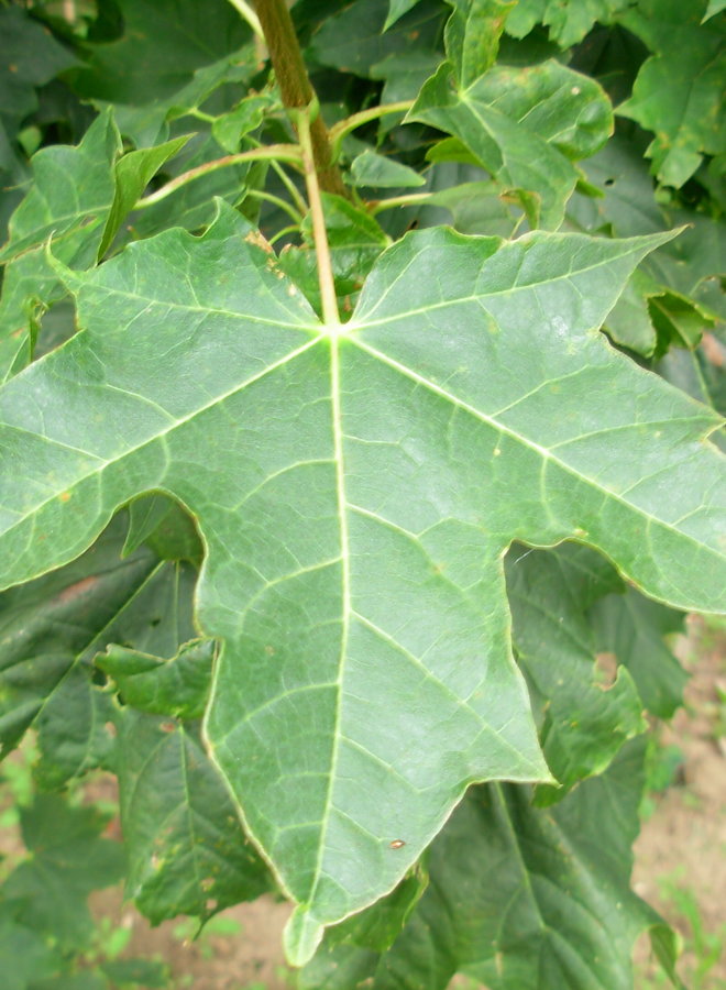Esdoorn | Acer platanoides Farlake's Green