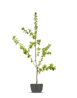 Kersenboom | Prunus avium Stella